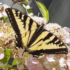 Swallowtail_Its_About_Thyme_Nursery